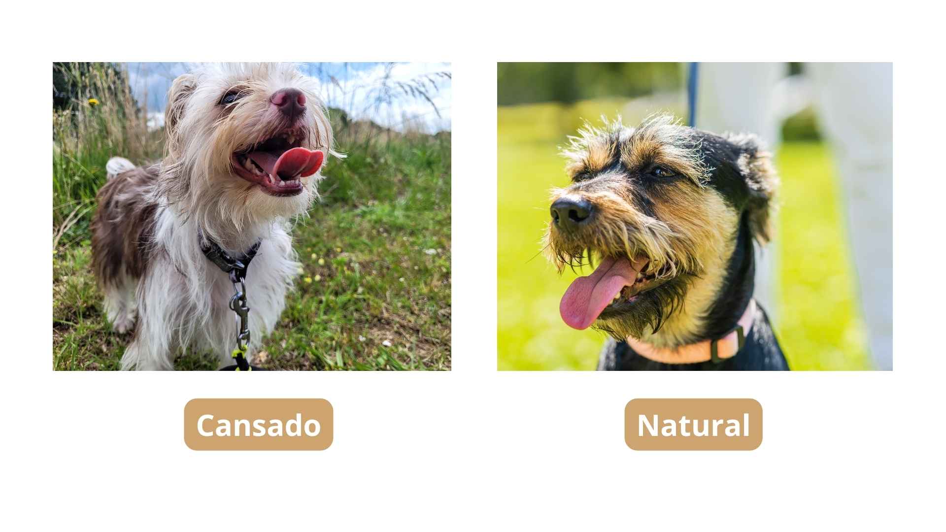 Comparativa perro cansado y normal